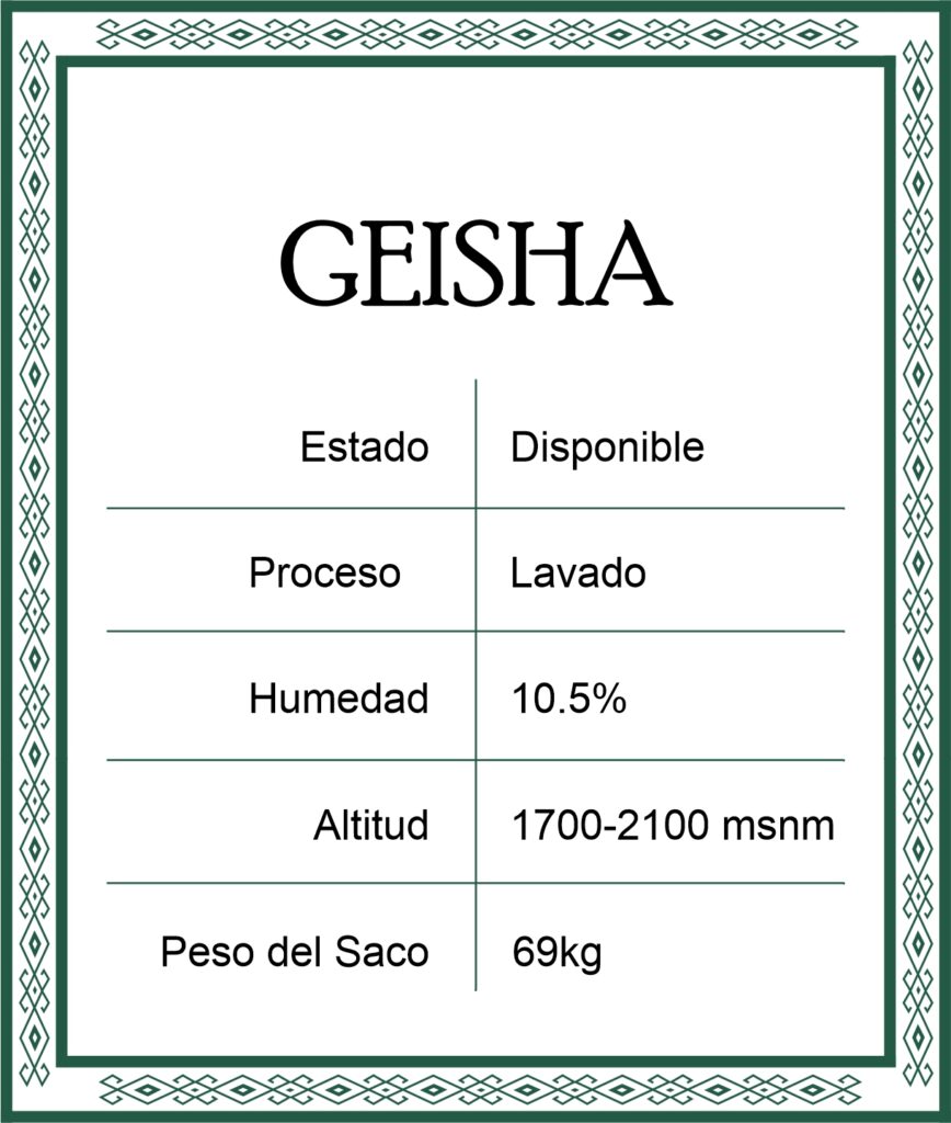geisha lavado